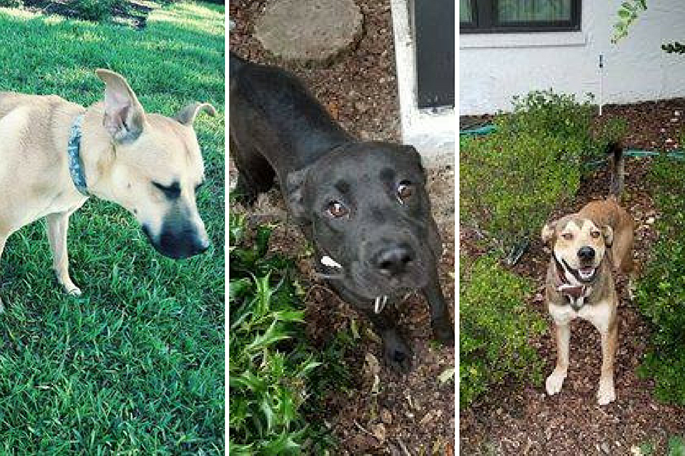 Dogs Will Arrive in Maine to Relieve Shelters in Flooded Texas &#038; They Need Foster Homes