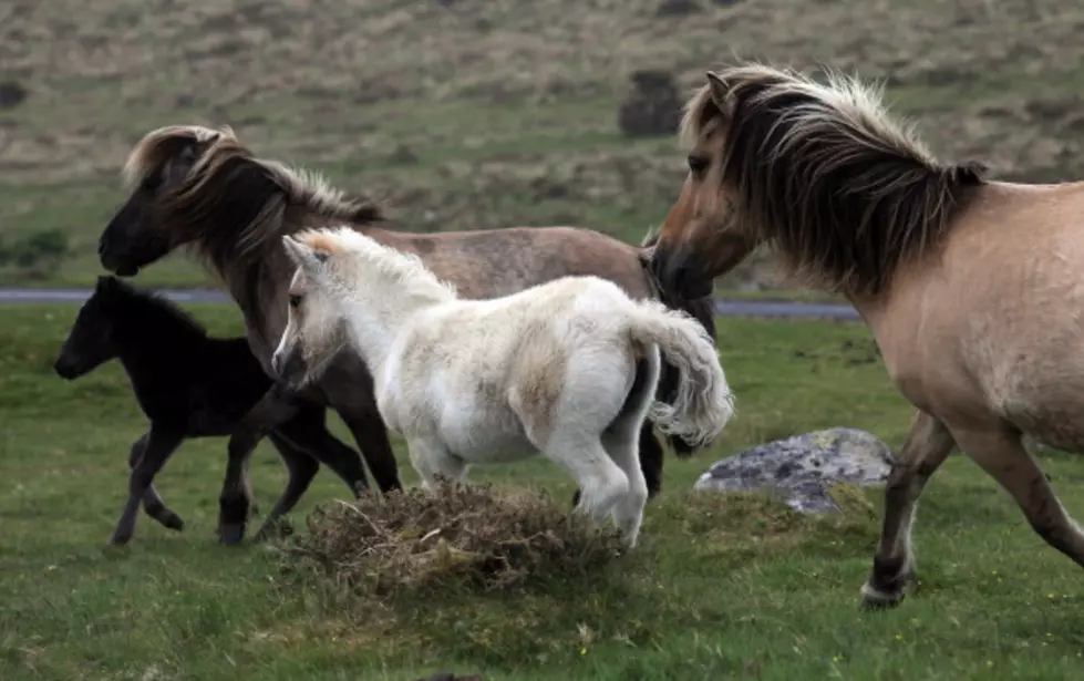Horse Lovers: More Information on Equine Herpesvirus