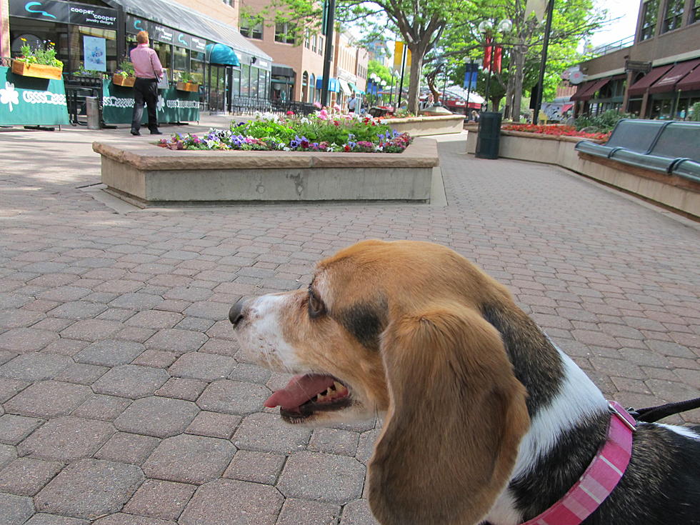 Best Places to Take Your Dog in Fort Collins – Kevin Mussman’s Top Five