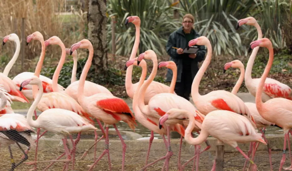 Flamingo Collection Earns Guinness World Record-Michael and Susan Best Of [AUDIO]