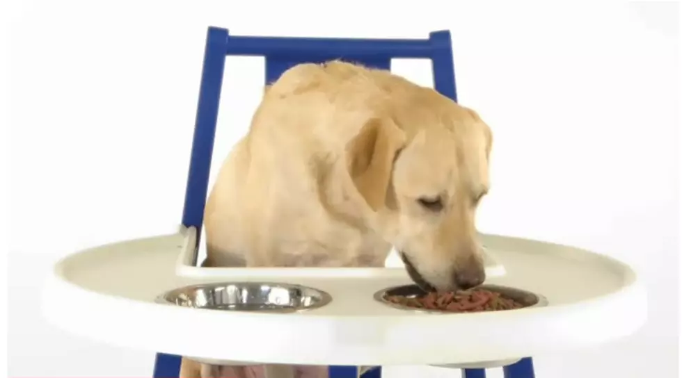 A Highchair for Your Dog So They Can Eat With You? – IKEA Opens in Colorado [VIDEO]