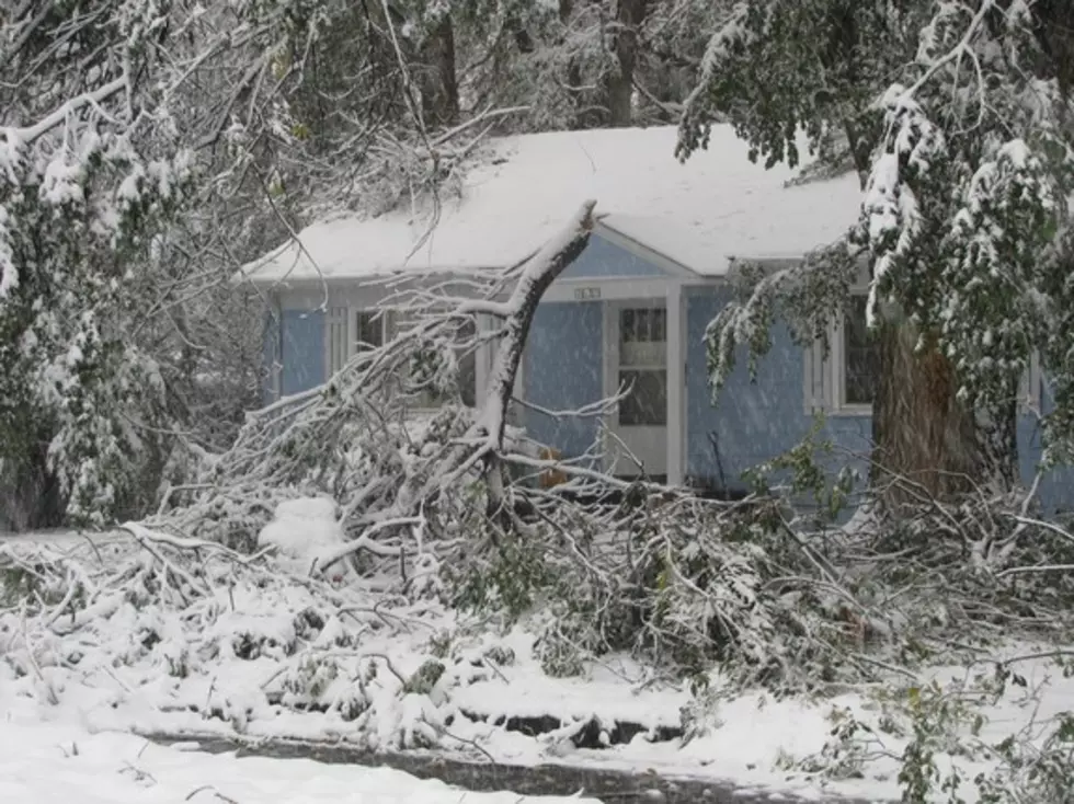 City of Loveland Tree Cleanup