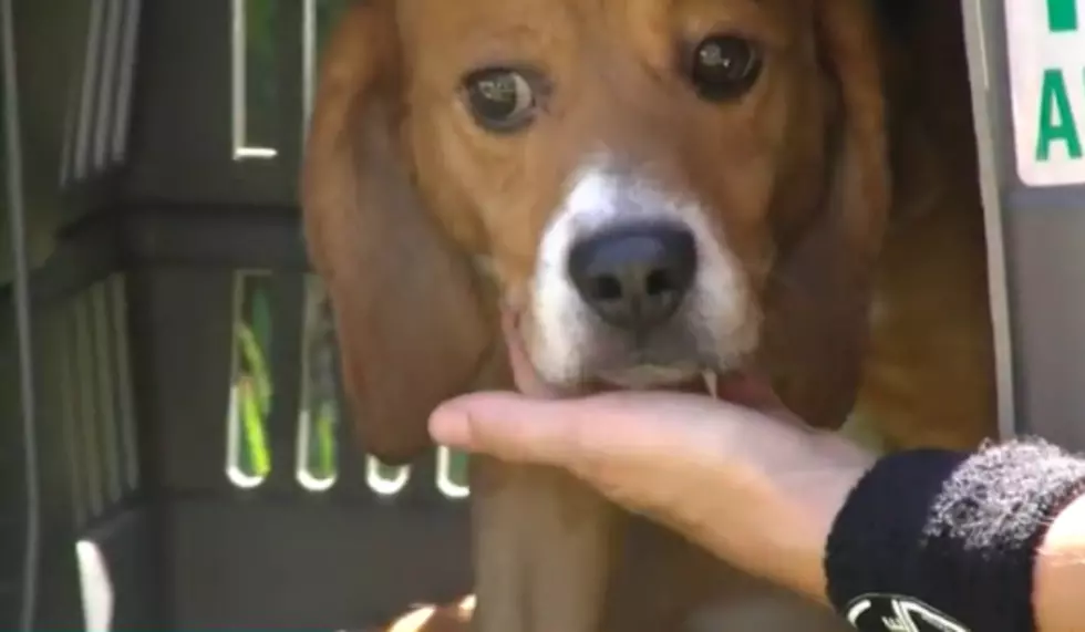 40 Beagles Rescued From a Testing Lab in Spain See Daylight for the First Time [VIDEO]