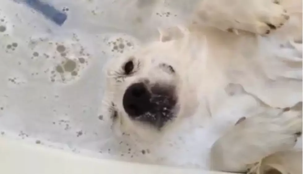 Rub-a-Dub-Dub, this Dog Certainly Enjoys His Spa-Like Time in the Tub [VIDEO]