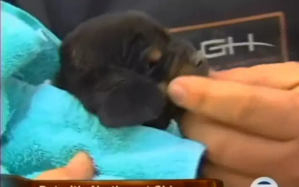 Adorable Puppy Rescued From Drain Pipe After Being Stuck for Over Twelve Hours [VIDEO]