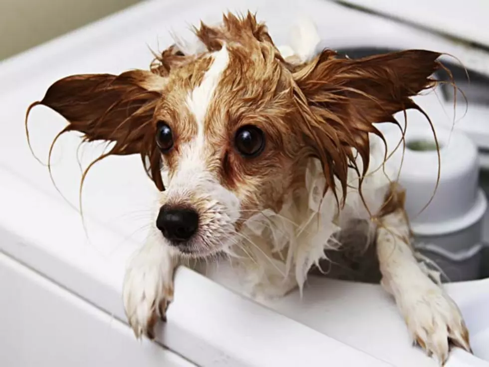 Caption This Picture! &#8211; Wet Dog in the Washing Machine