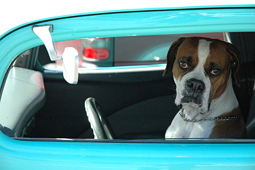 Caption This Dog in Drivers Seat PICTURE