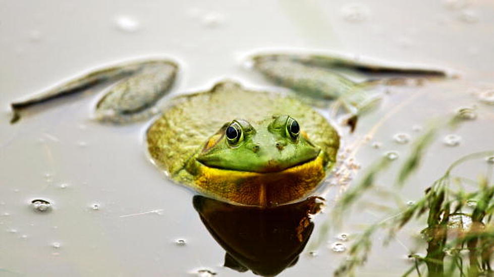 Find Yourself Procrastinating? ‘Eat the Frog’