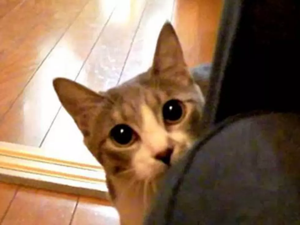 Is This Cat Cute or Creepy? Both! [VIDEO]