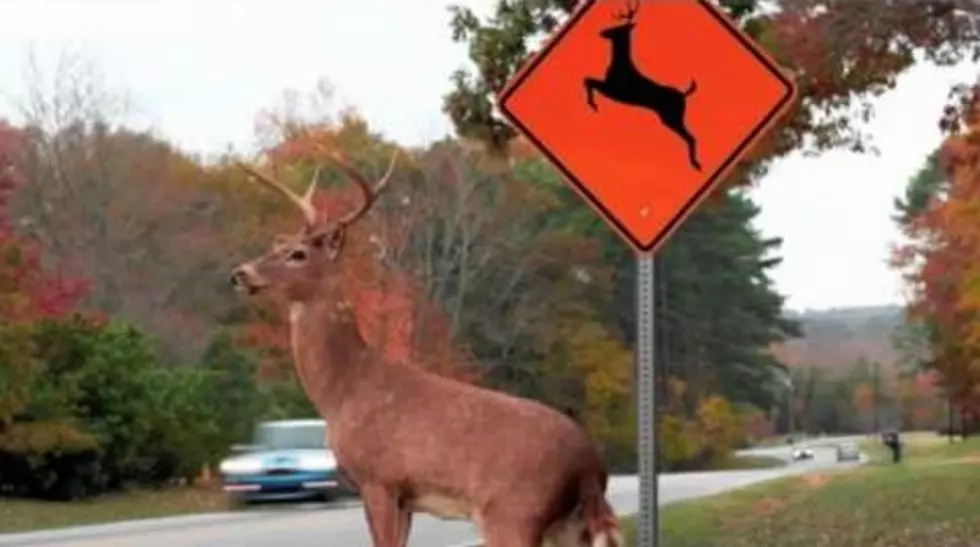 Woman Thinks She Has a Solution for Deer-Related Car Accidents: Is She for Real? [VIDEO]