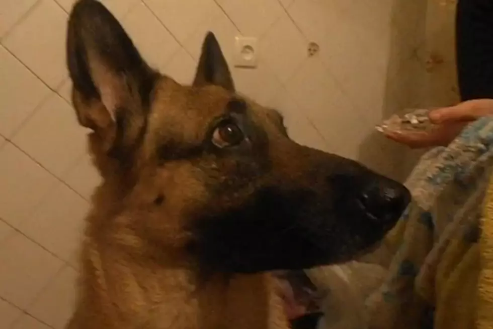 A German Shepherd Making Faces on Command [VIDEO]