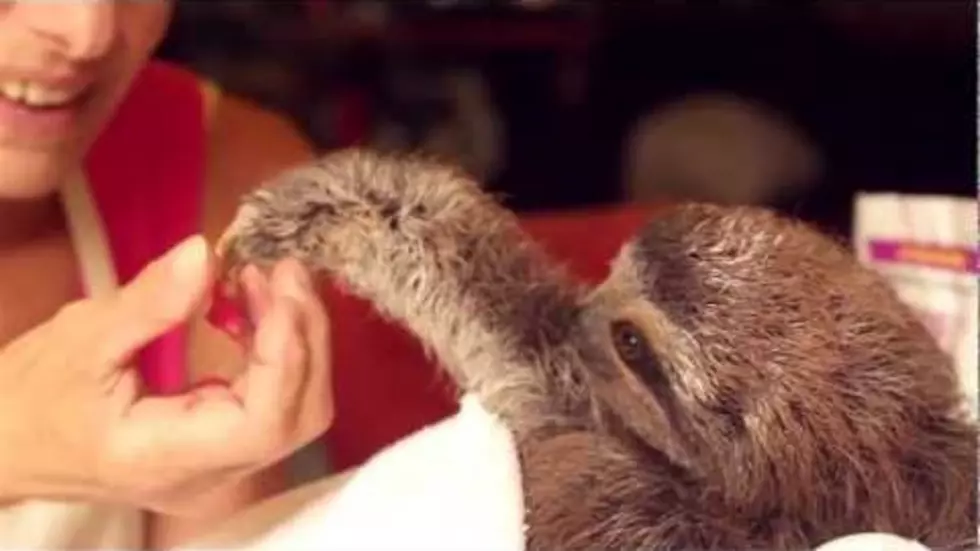 This Baby Sloth is the Cutest Thing You Will See Today [VIDEO]