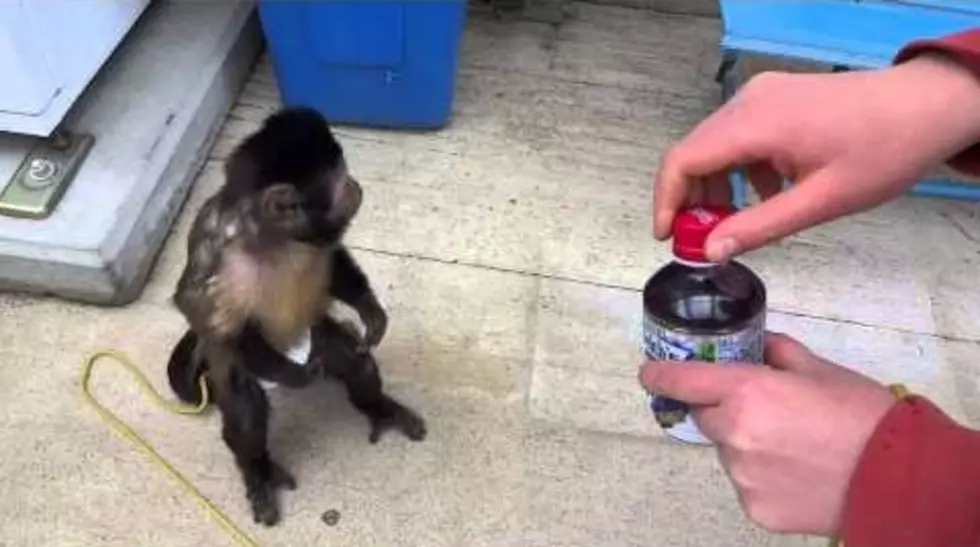 Watch This Monkey Buy a Drink from a Soda Machine! [VIDEO]