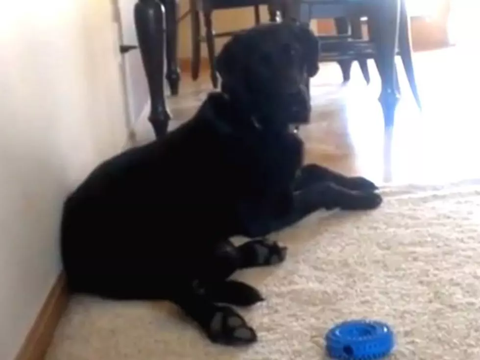 Watch: Windsor’s Famous Singing Dog Sing “To Make You Feel My Love”