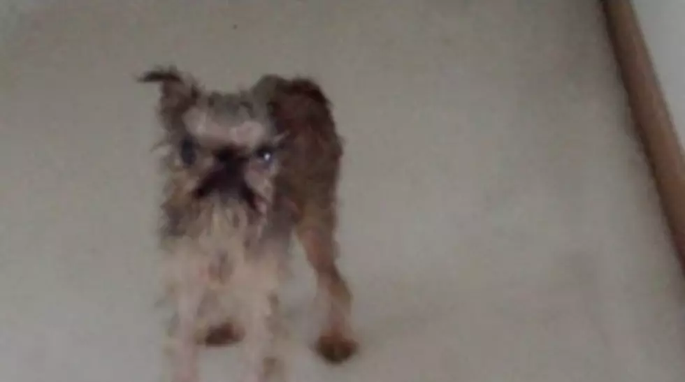 Hear What This Wet Dog Has to Say [VIDEO]