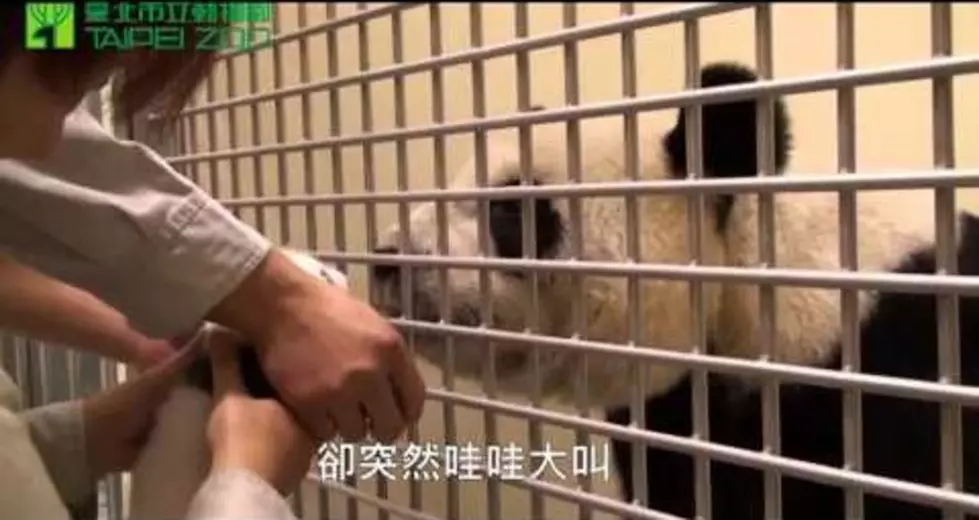 Watch This Baby Panda Get Reunited with Its Mother [VIDEO]