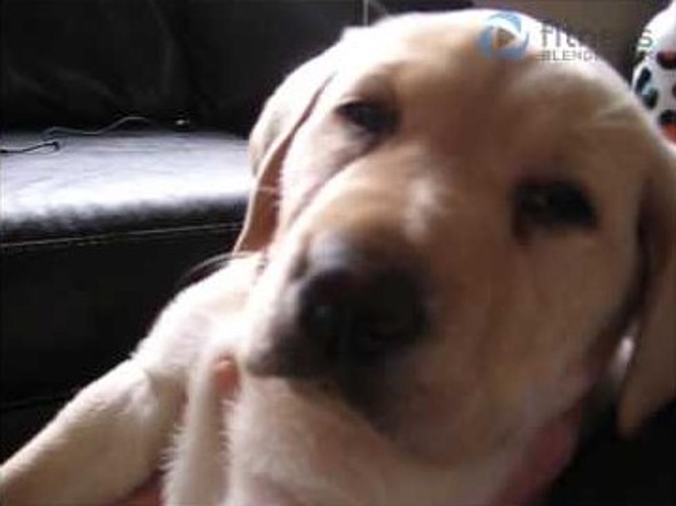 Watch This Adorable Puppy Being Adorable [VIDEO]
