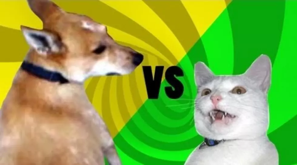 Watch This Dog Chasing His Tail While the Cat Eggs Him On! [VIDEO]