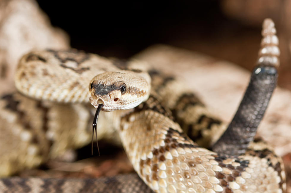 Snake Envenomation – A Dangerous Situation for Your Pet [Sponsored]