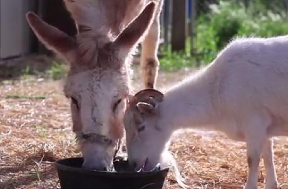 Reunited – Goat Wouldn’t Eat Until His Burro Friend Returned