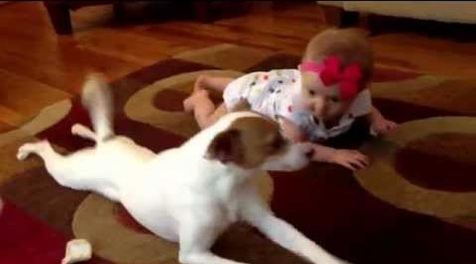 Dog Tries to Teach Baby to Crawl; It’s Adorable [VIDEO]