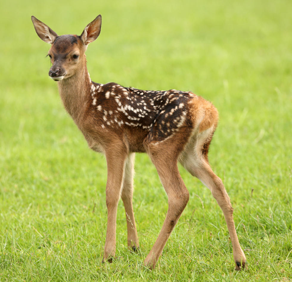 Tiny, Baby Deer Rescue is Just So Heartwarming