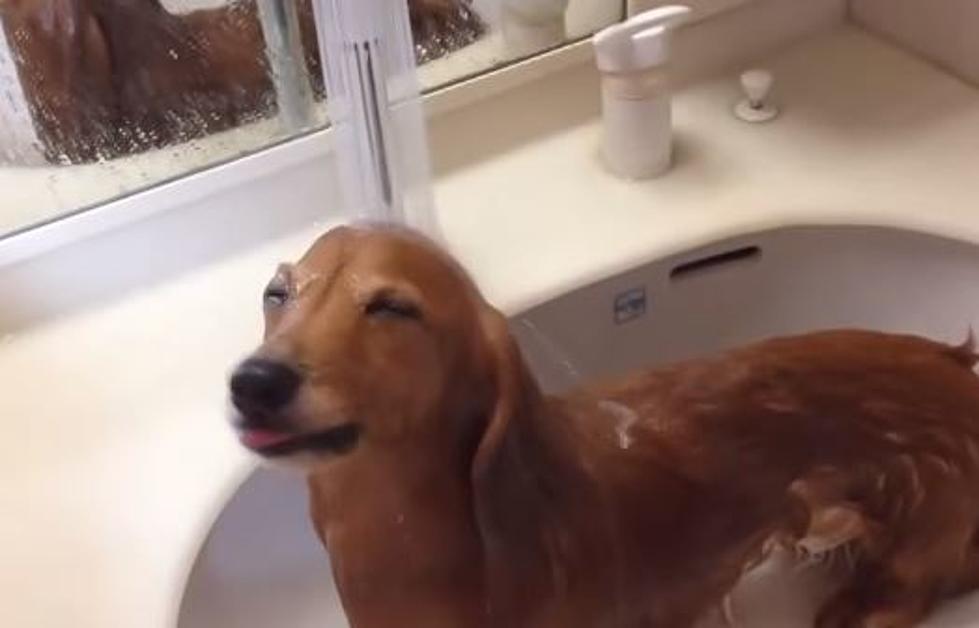 Willing or Unwilling, Dogs Taking Baths are the Cure for Monday Blues [VIDEOS]
