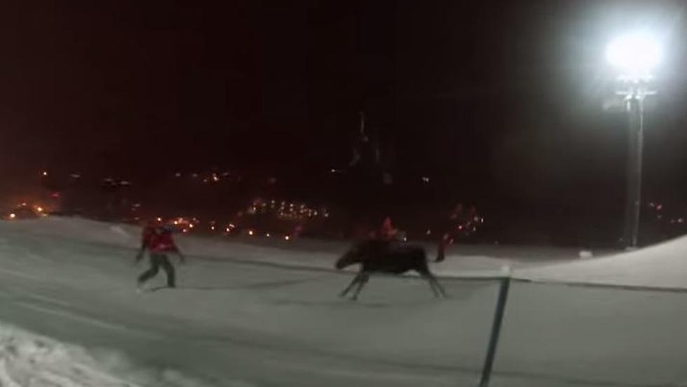 Moose on the Loose at Steamboat Resort – Charges Ski Patroller [VIDEO]