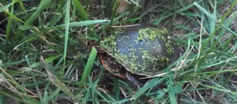 What Country Star Once Allegedly Shot a Man Over Turtle Meat? [VIDEO]
