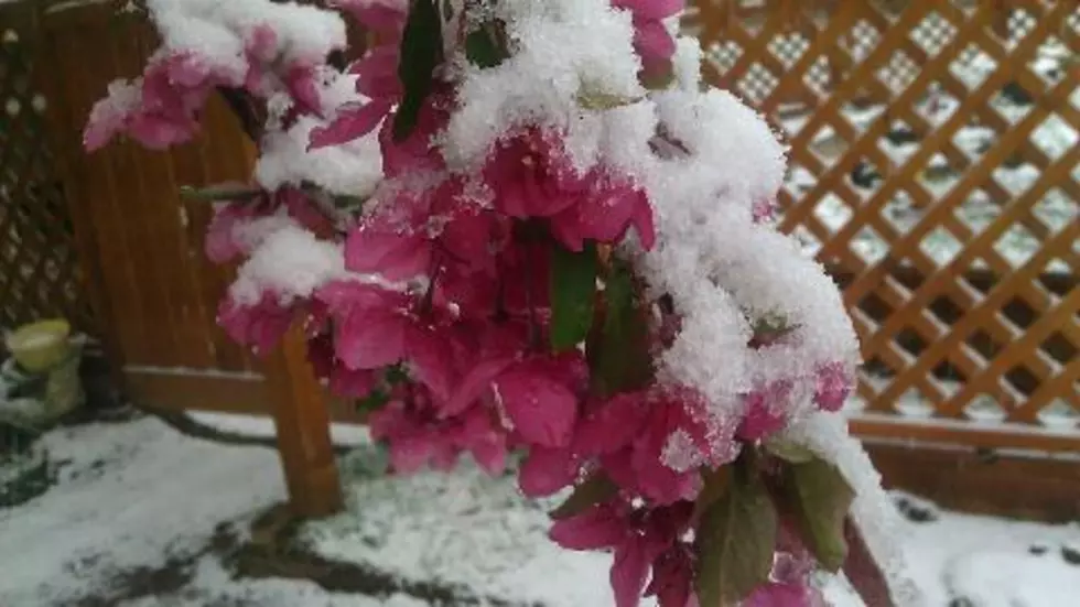 Spring Snow in Northern Colorado