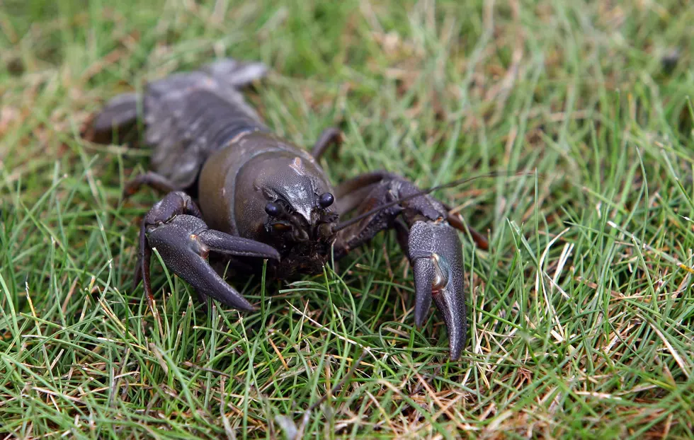 Why is Kama So Mad at a Dead Crawdad?