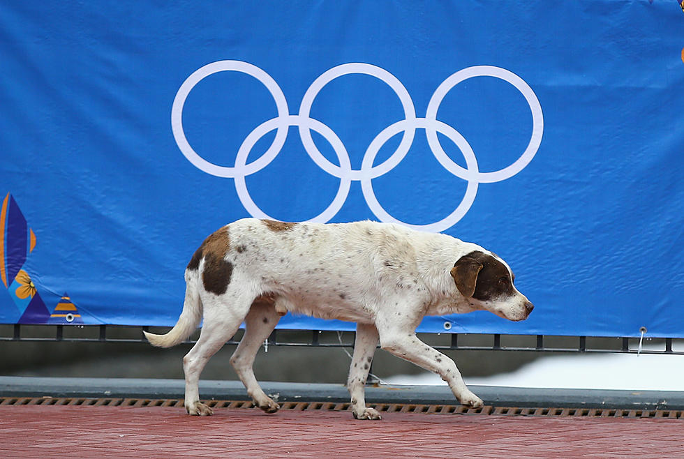 Don’t Miss the Doggie Olympics in Fort Collins, It’s Free to Watch