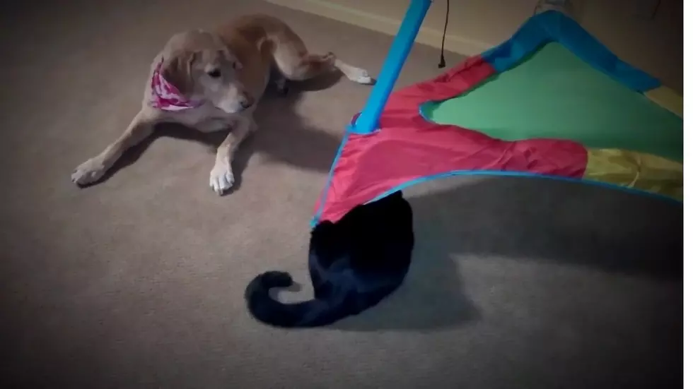 Kama Says Watching Her Dog and Cat Play, is Therapy. What Do You Think?