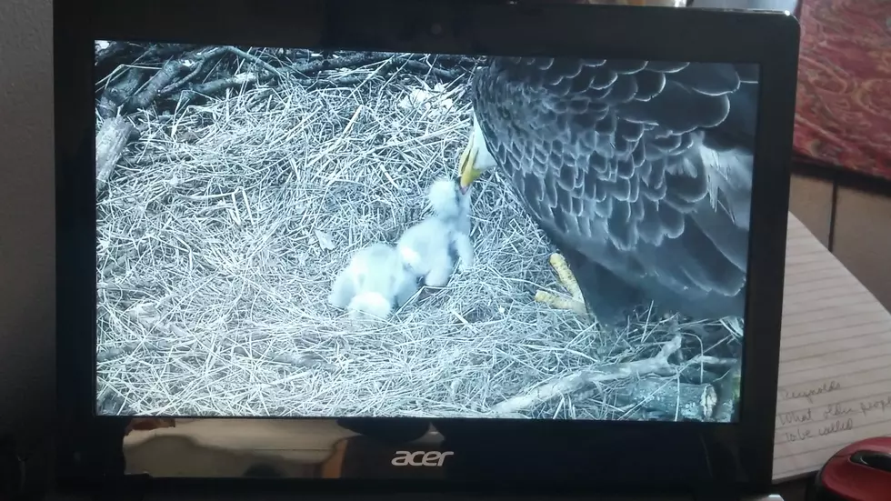 Live Bald Eagle Cam Pulls in Northern Colorado Bird Enthusiasts