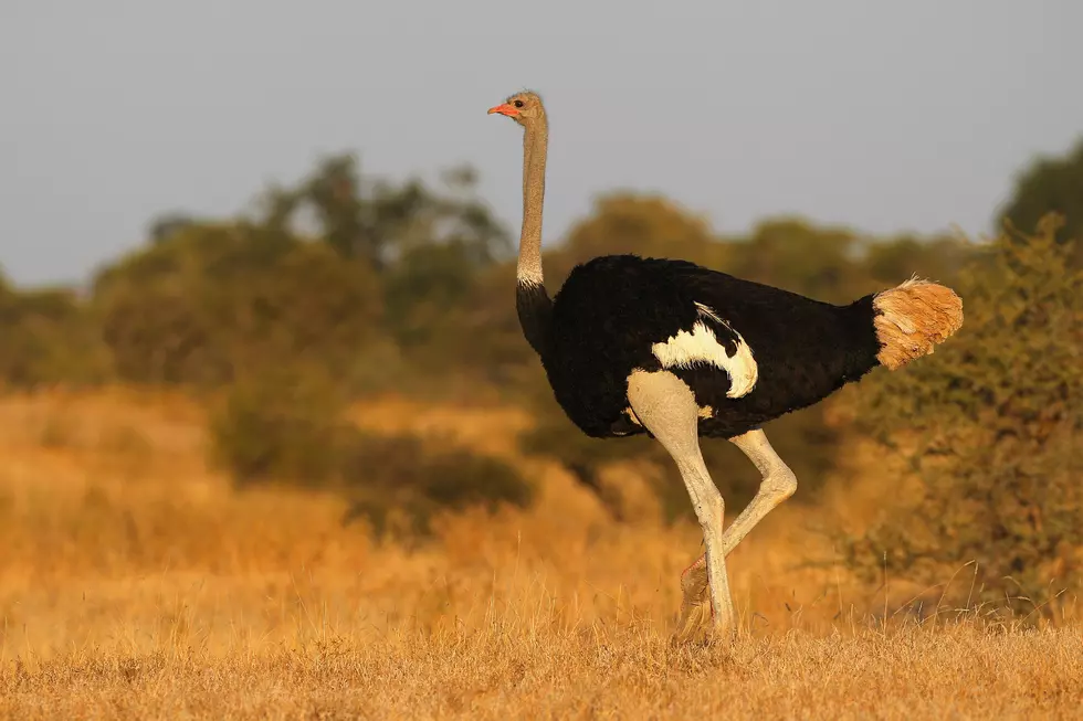 Ostrich Chasing Cyclists Video is Incredible