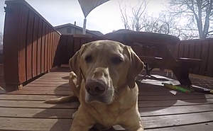 My Dog&#8217;s Nose Look Awesome Through a GoPro