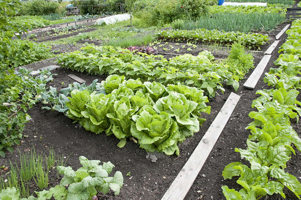 Summer Vegetable Planting in Northern Colorado