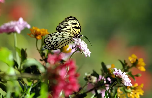 Summer Memorial Service and Butterfly Release Happening on July 16