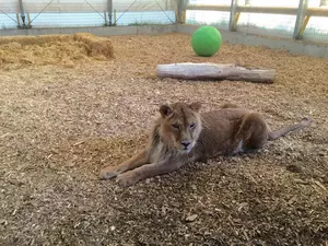 Two Rescued Lions Find a New Home at Colorado's Wild Animal Sanctuary