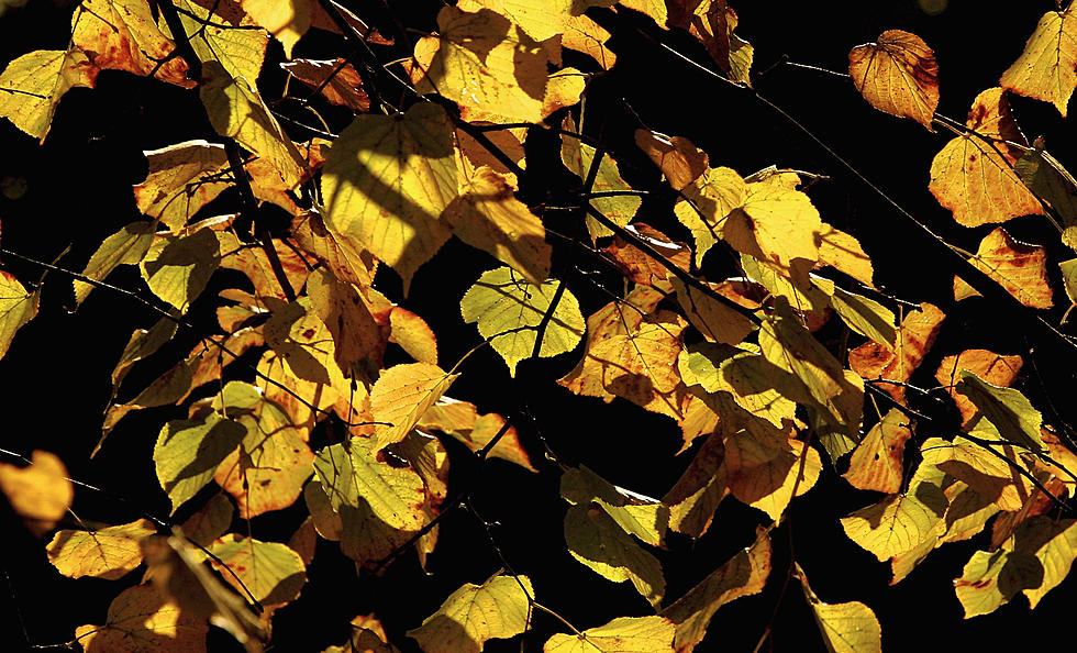 Autumn Gold in Estes Park is a Festival of Bands, Brats & Beer