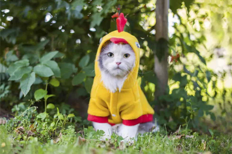 Five Best Halloween Costumes for Your Cat