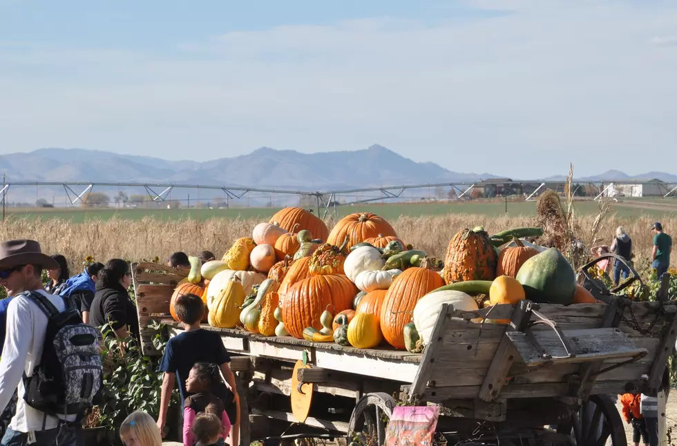 Colorado Among Top Pumpkin Producers in U.S.
