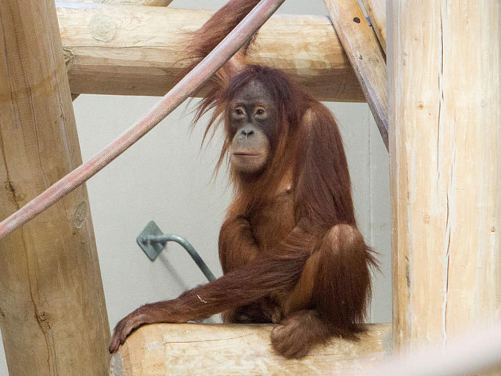 Eirina the Orangutan Finds a New Home at the Denver Zoo