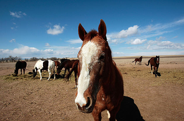 Help a Horse With Your Spare Change in Fort Collins