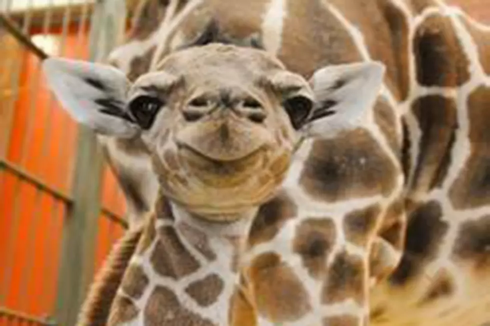 Baby Giraffe at Denver Zoo Gets Transfusion