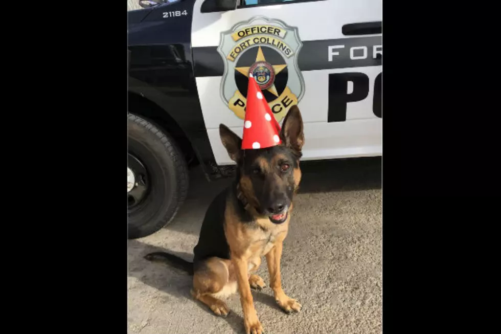 Fort Collins Police Dog Recovering After Experiencing a Medical Emergency