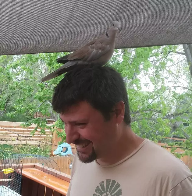 Stray Domesticated Dove Won&#8217;t Leave Kama&#8217;s Family Alone