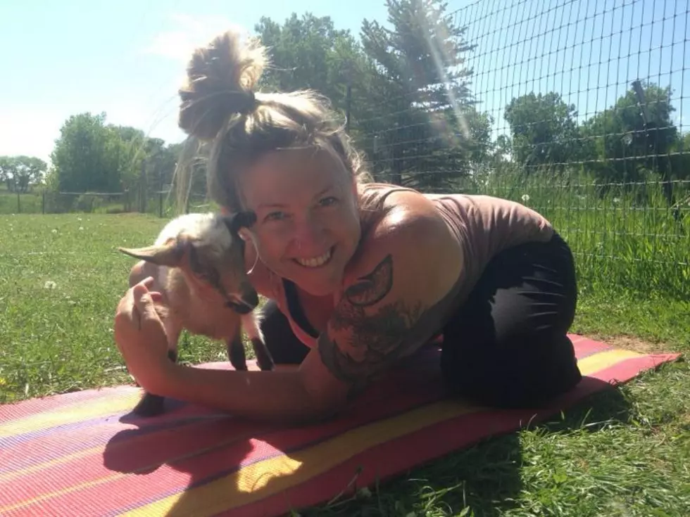 Goat Yoga in Fort Collins: Kama&#8217;s Experience