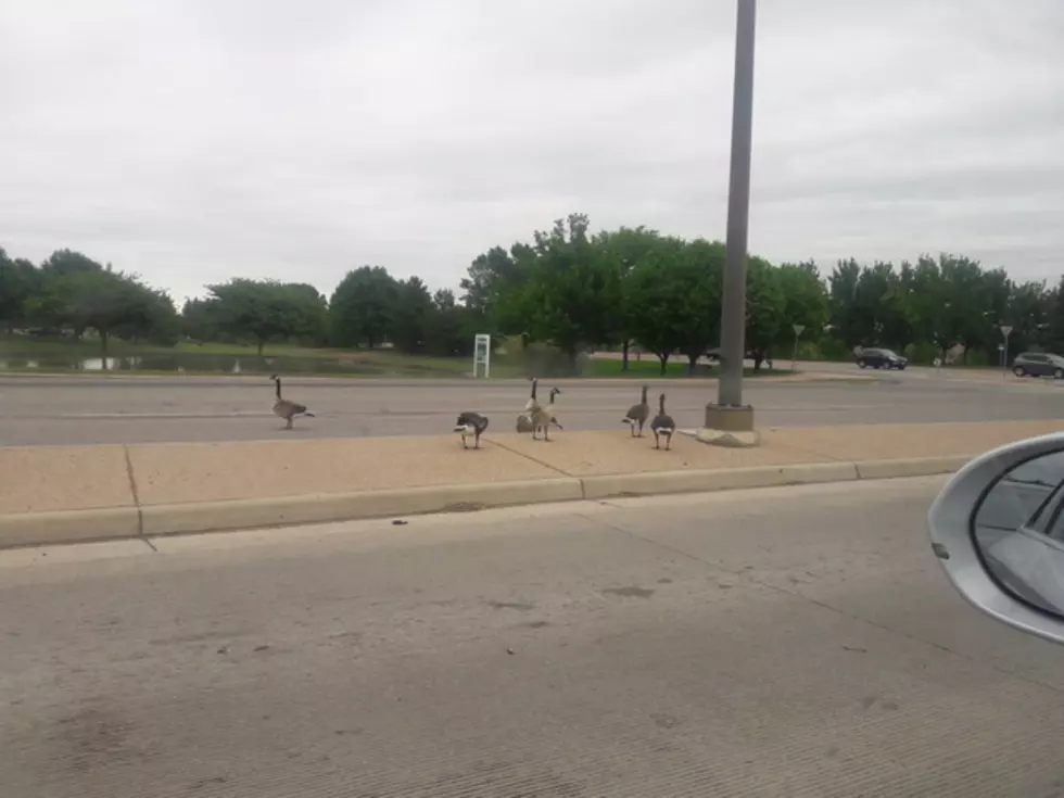 Do You Have to Stop For a Goose in the Road in Fort Collins?