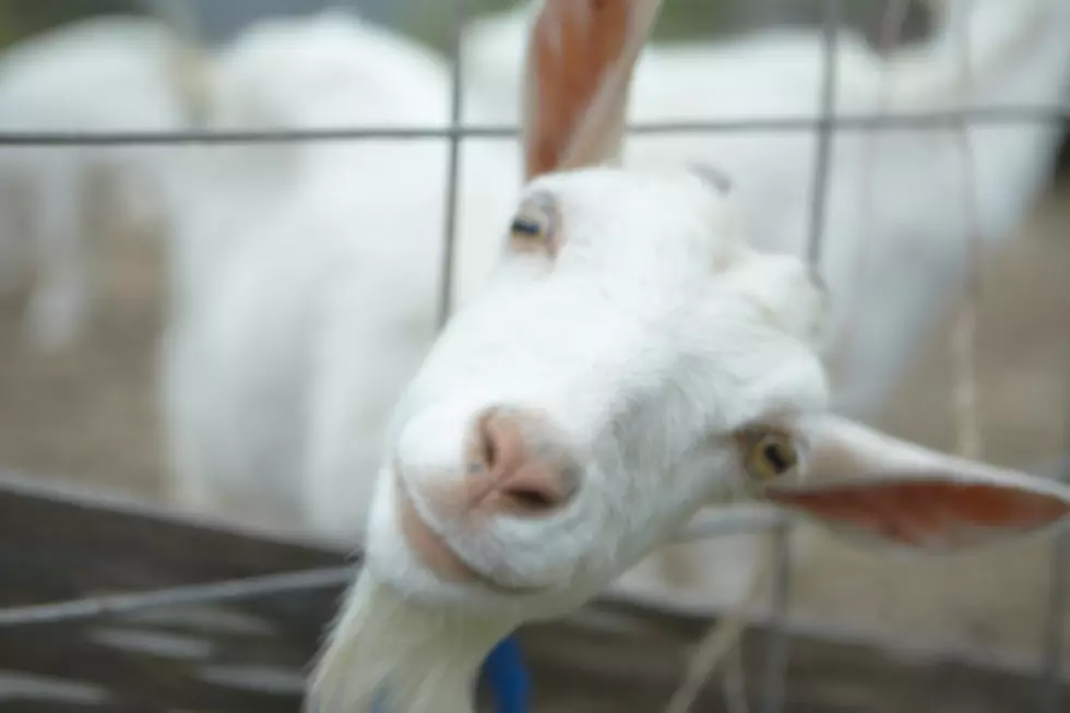 Disgruntled goat trashes glass doors at Colorado business.